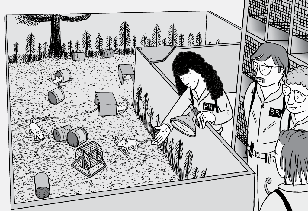 实验室里的老鼠